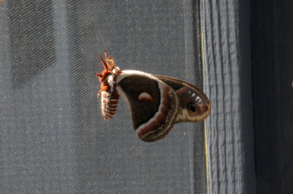 011 2017-06017368.JPG - Cecropia Moth (Hyalophora cecropia). In captivity. Long Pasture Wildlife Sanctuary, MA, 6-1-2017